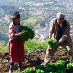 Agricultura urbana: lucha por el espacio y la unión comunitaria en la ciudad