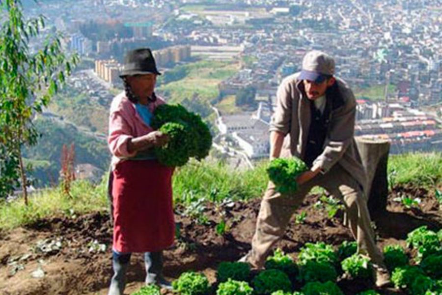 Agricultura urbana: lucha por el espacio y la unión comunitaria en la ciudad