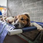 Esterilizar y educar: métodos de control al maltrato y abandono animal de perros y gatos en Medellín