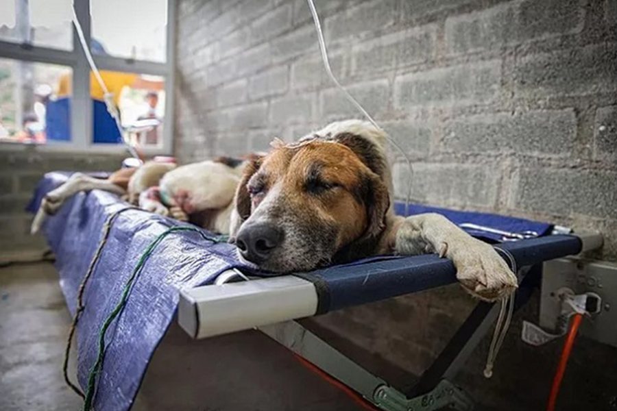 Esterilizar y educar: métodos de control al maltrato y abandono animal de perros y gatos en Medellín
