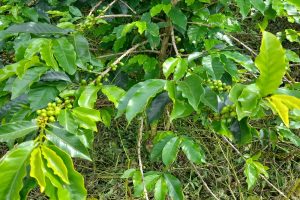 La tradición perdurable: el legado de los arrieros cafeteros de Cañasgordas