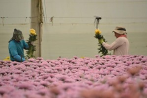 La falta de mano de obra joven en los floricultivos de la Ceja-Antioquia