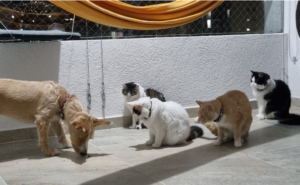 Implicaciones de tener una familia multiespecie