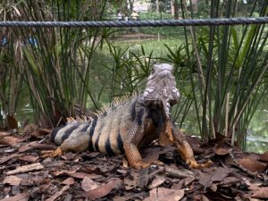 Medellín verde: las estrategias para conservar la biodiversidad en la ciudad