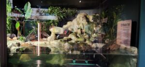 El Parque Explora renueva su vivario para la conservación de especies rescatadas