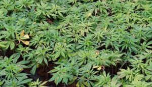 Salud, saberes y usos medicinales
