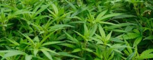 Coca y cannabis: de plantas estigmatizadas a motores culturales, de salud y de economía local