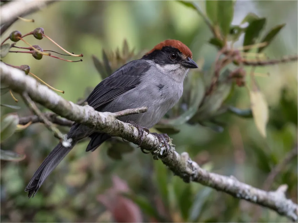 Atlapetes el Fénix Colombiano