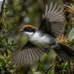 El ave fénix de Colombia: la historia del Gorrión Montés Paisa que volvió de la extinción